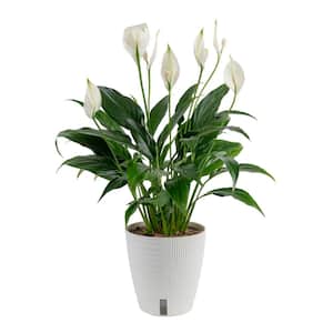 【OK plant】 vigoro-house-plants-co-sy06-3-