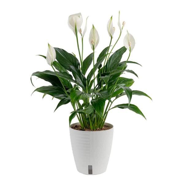 Costa Farms Spathiphyllum Peace Lily Indoor Plant in 6 in. Self-Watering Planter, Average Shipping Height 1-2 ft. Tall