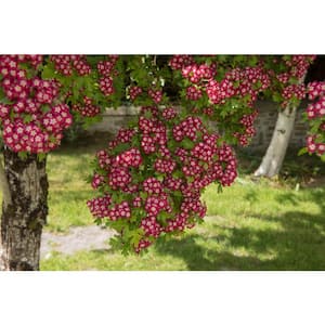 3 ft. Crimson Cloud Hawthorn Compact Tree with Bright Spring Blossoms