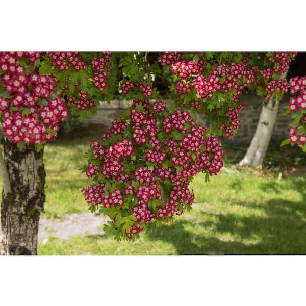 Online Orchards 3 ft. Crimson Cloud Hawthorn Compact Tree with Bright Spring Blossoms