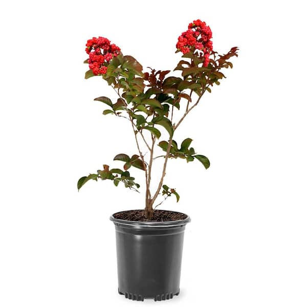1 gal. Scarlet Deciduous Flowering Crape Myrtle Tree (Lagerstroemia Indica) with Red Flowers