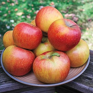 Rubinette Apple Live Potted Deciduous Standard Fruiting Tree (1-Pack)