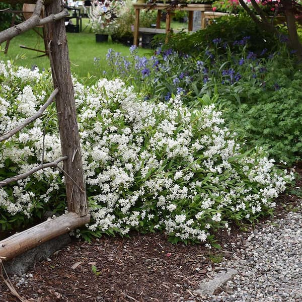 Online Orchards 1 gal. Nikko Deutzia Shrub (Japanese Snowflower