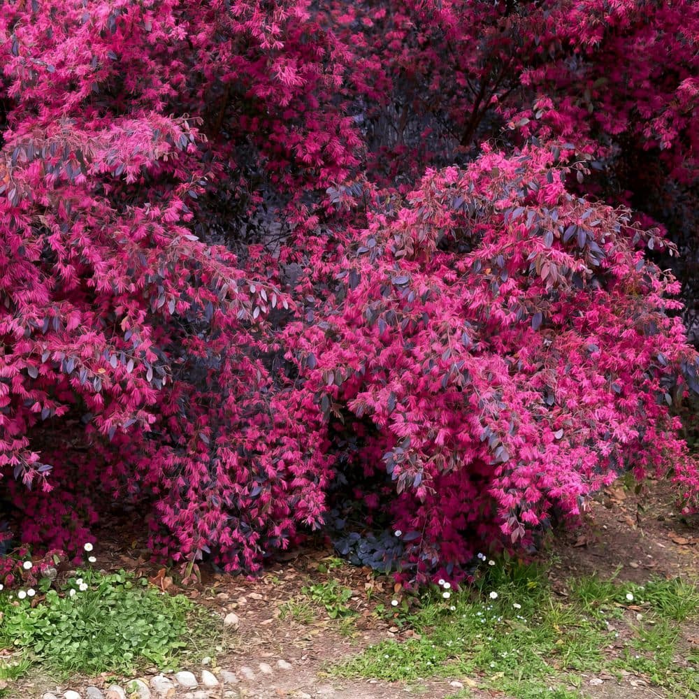 Donoban ブラック フローレット　花柄　ミニスコート national PLANT NETWORK 2 Gal. Southern Living 'Red Diamond