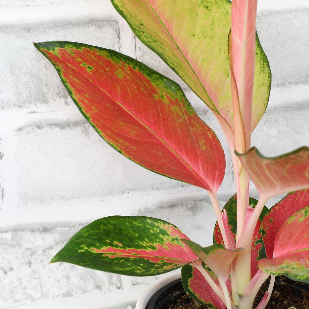 Aglaonema Red and Pink Variegated Indoor Plant in Black Plastic Pot