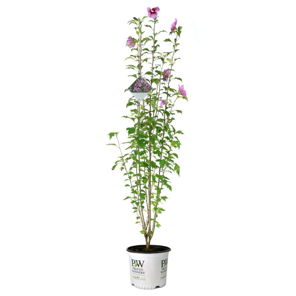 3 gal. Hibiscus Purple Pillar Live Shrub price history on PriceWatchPro