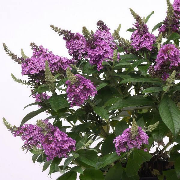 Multicolor Dwarf Butterfly Bush