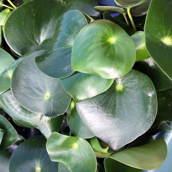 Wekiva Foliage Peperomia Raindrop