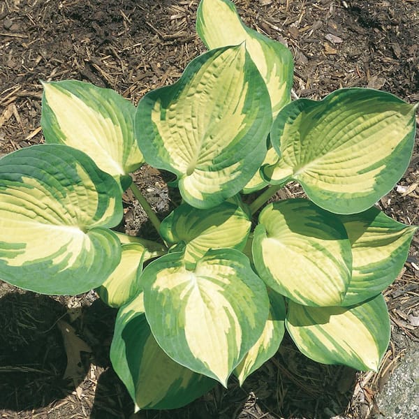 Vigoro 1.5 PT Hosta 'Rainforest Sunrise' Perennial Plant