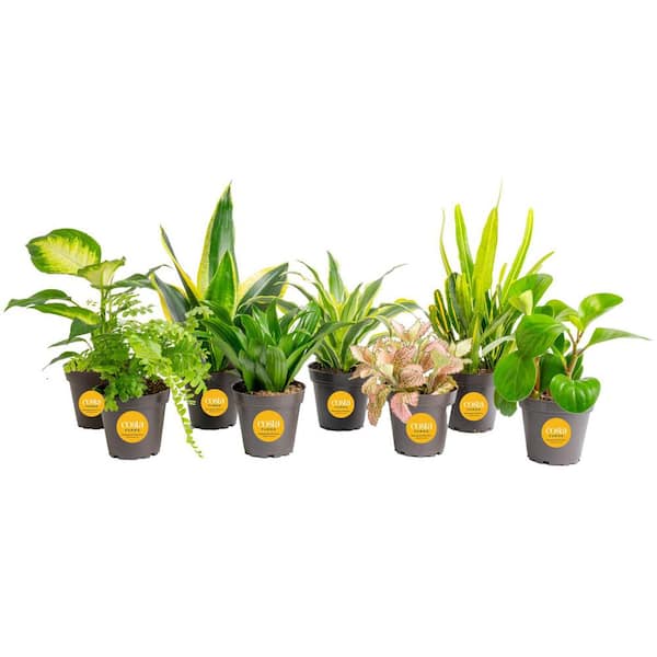 Costa Farms Grower's Choice Exotic Angel Indoor Plant Assortment in 3.8 in. Grower Pot, Avg. Shipping Height 8 in. Tall (8 Pack)