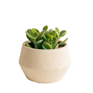 Jade Crassula Indoor Succulent Plant in 4 in. Decor Pot, Avg. Shipping Height 7 in. Tall