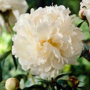3/5 Eyes, Bowl of Cream Peony Flower Bulbs, Bare Roots (Bag of 2)