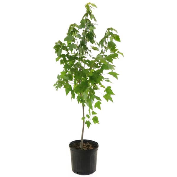 national PLANT NETWORK 2.25 Gal. Deciduous Red Maple Tree HD7112 - The ...