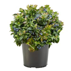 2.25 Gal. Elliot Blueberry Plant with White Flowers and Green Foliage