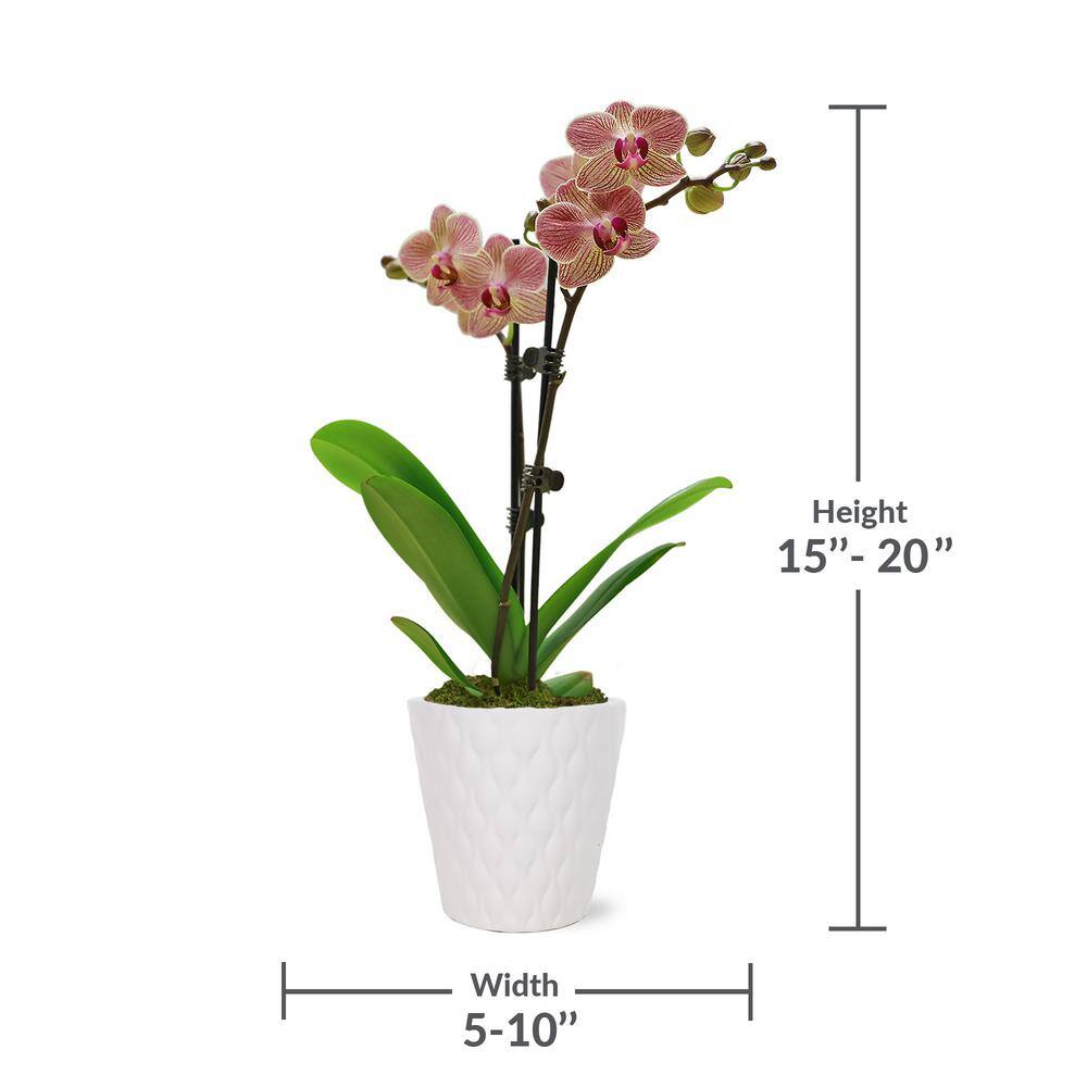 Salmon Petite Orchid in White Ceramic Pot