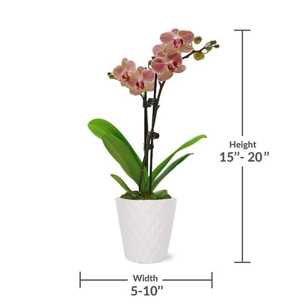 Just Add Ice Orchid (Phalaenopsis) Petite Salmon Plant in 3 in