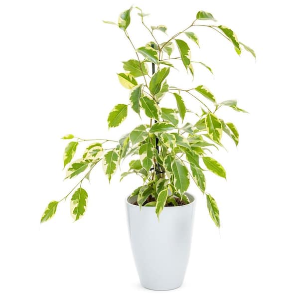 LEAFJOY Weeping Fig Ficus Benjamina Over the Edge in 5 in. Ceramic Container