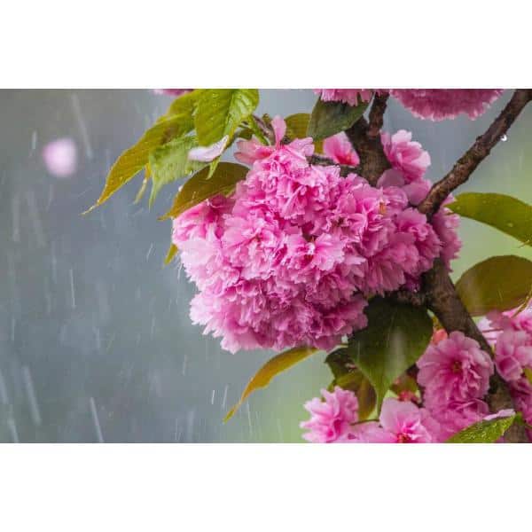 Online Orchards Kwanzan Cherry Blossom Tree - Thumbnail 4