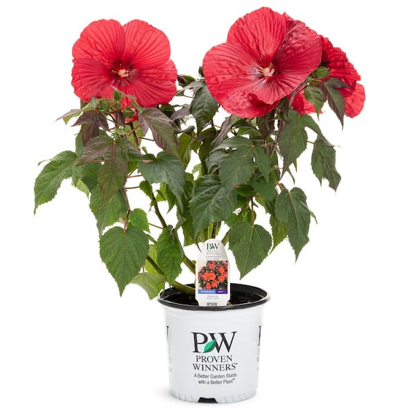 Proven Winners 2 Gal. Summerific Holy Grail Rose Mallow (Hibiscus Hybrid) Live Perennial Plant with Red Flowers