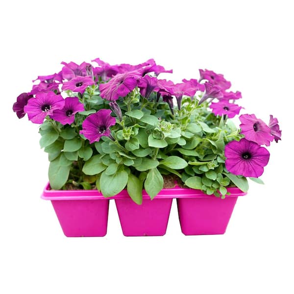 EASY WAVE 6-Pack Violet Easy Wave Petunia Annual Plant with Purple Flowers