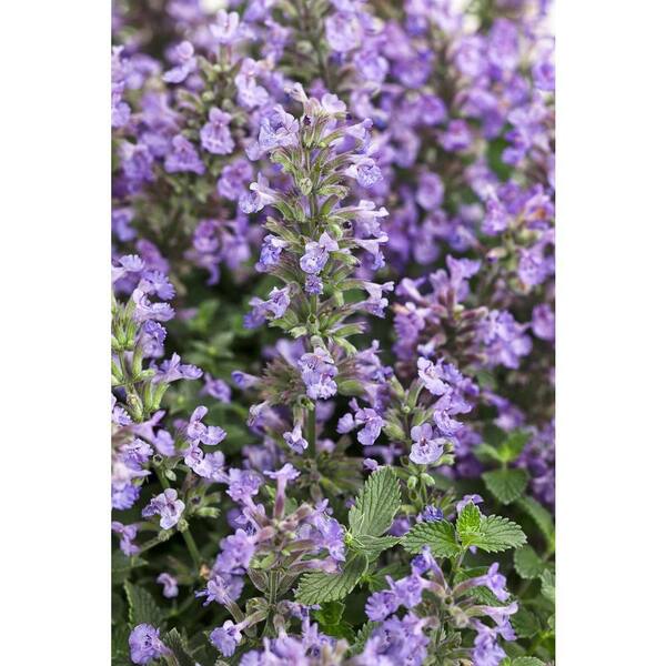 PROVEN WINNERS Cat's Meow Catmint (Nepeta) Live Plant, Blue-Purple Flowers, 0.65 Gal.