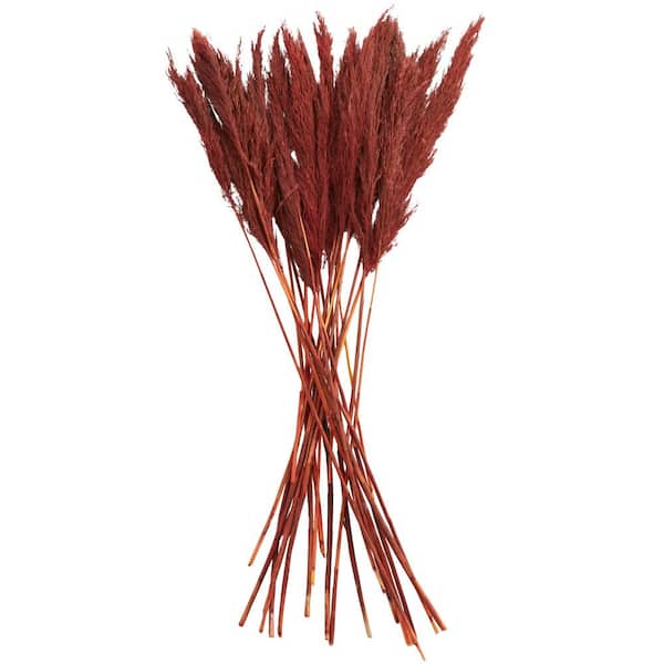 Litton Lane 35 in. Pampas Natural Foliage with Long Stems (1 Bundle)