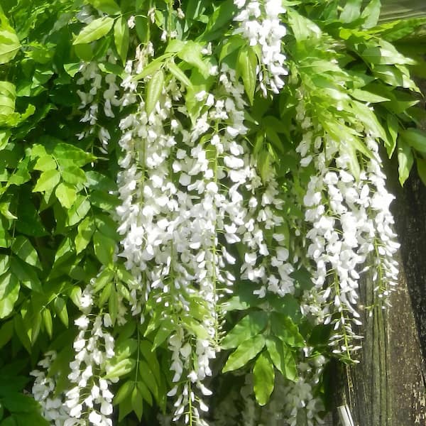 national PLANT NETWORK 2.5 Qt. Wisteria White Flowering