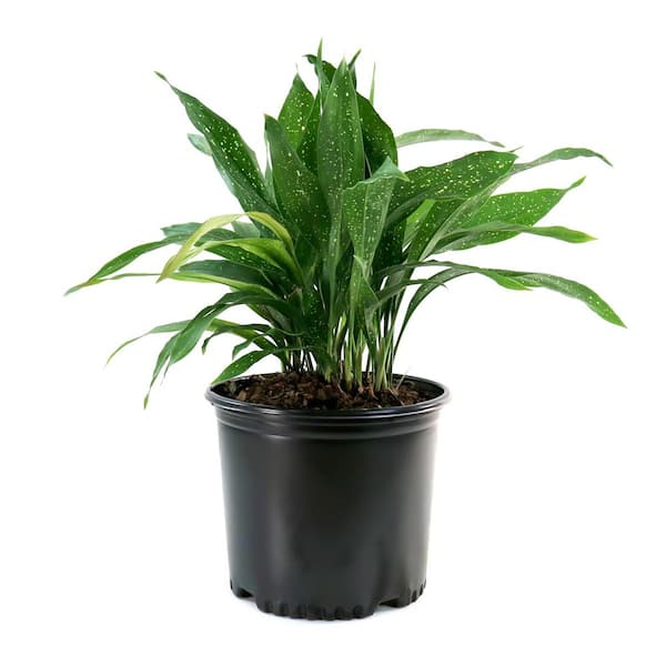 bonsai samen pflanzen Bonsai Anzuchtset kaufen ➤ Handmade & Plastikfrei main image 0