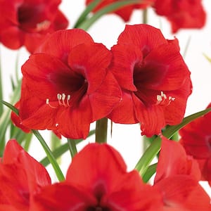 Amaryllis Bulbs African Bulbs Merry Christmas (Set of 1 Bulb)