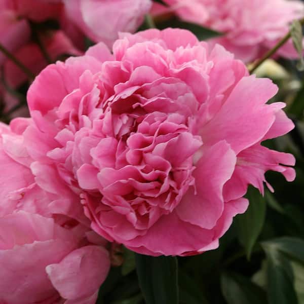 national PLANT NETWORK Bareroot Paeonia Dr. Alexander Fleming Peony Perennial Plant with Pink Flowers (2-Pack)