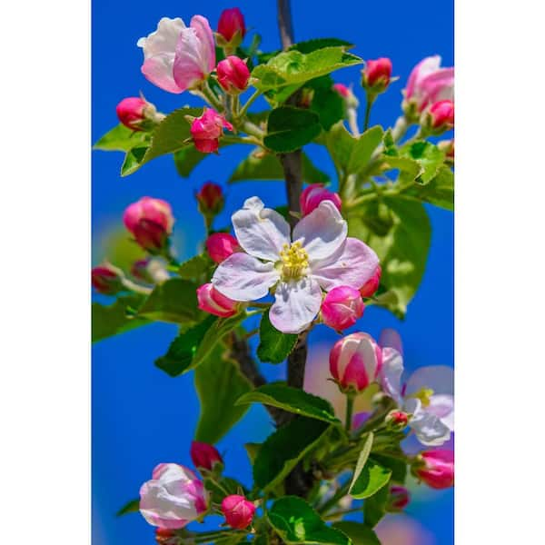 Pink Lady Apple Tree For Sale - 4-5ft Bareroot Organic