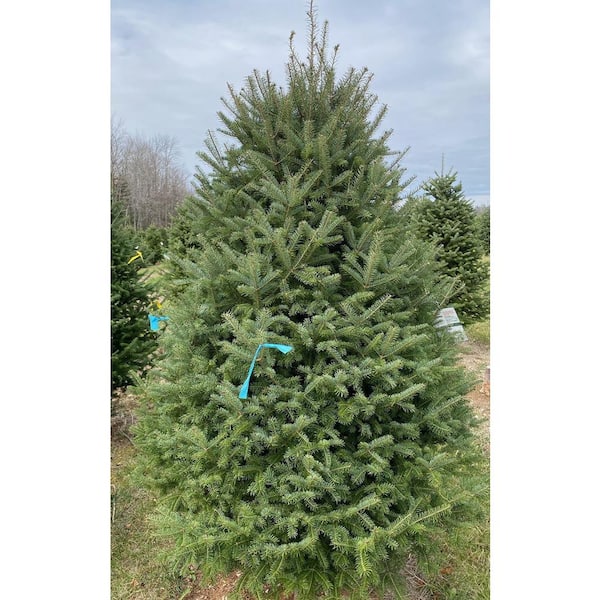 Real christmas trees for deals sale near me