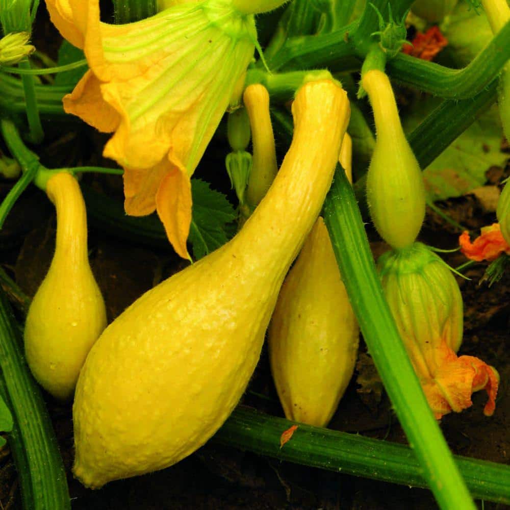 Crookneck Yellow Squash Seeds 25 NON-GMO SEEDS 
