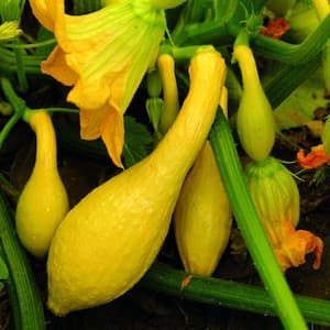 Yellow Squash Crookneck Seeds Pack