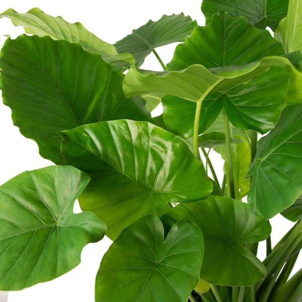 faux fiddle leaf fig trees Elegant Green Fiddle Leaf Fig Artificial plant