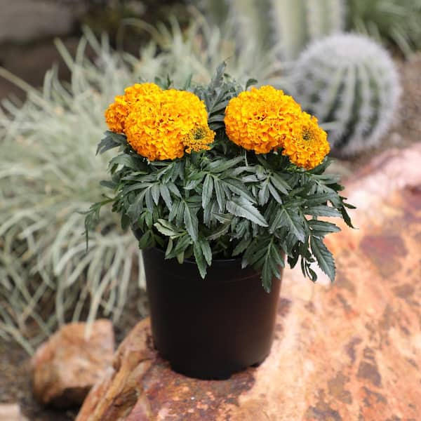 ALTMAN PLANTS #1 2.5 Qt. Large African Orange Marigold Plant 9522 - The  Home Depot