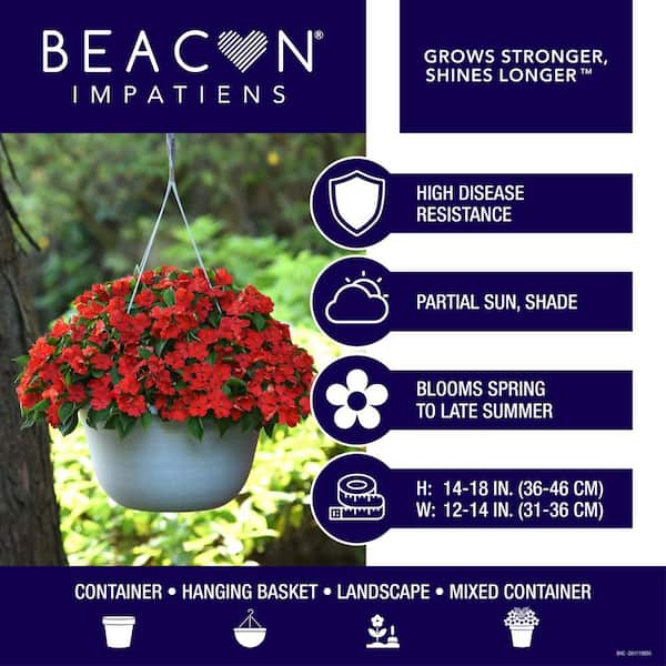 18-Pack Beacon Violet Impatiens Outdoor Annual Plant with Purple Flowers in 2.75 In. Cell Grower's Tray