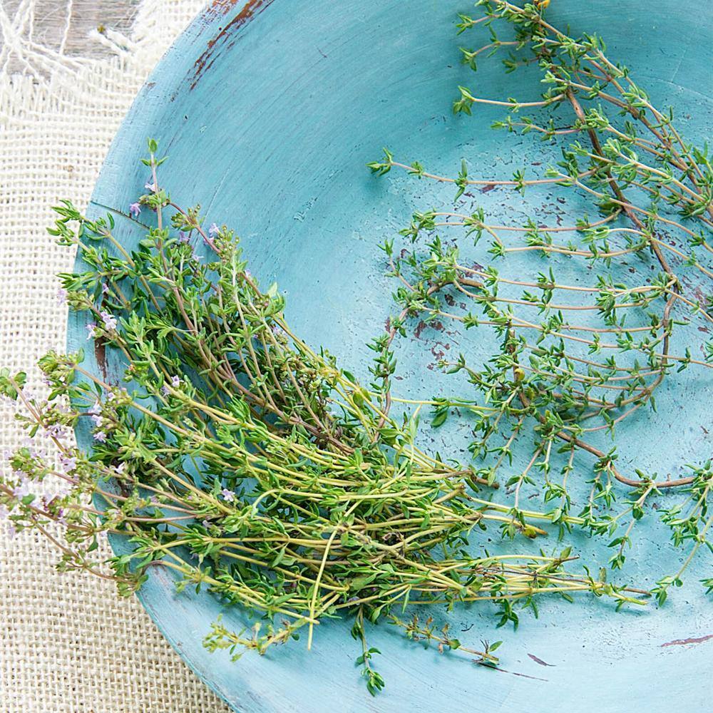 Gurney's 2 in. Pot German Winter Thyme Herb Plant, Live Potted Herb