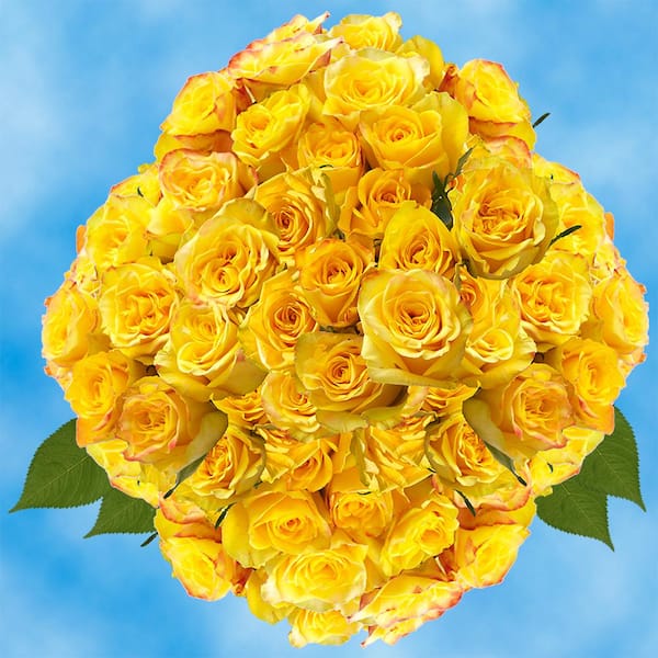 Globalrose Fresh Yellow Roses for Valentine's Day (100 Stems)
