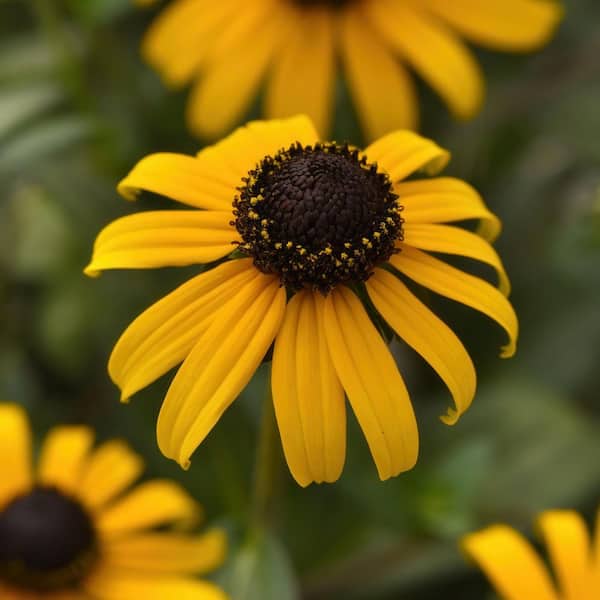national PLANT NETWORK 3 in. Indian Summer Yellow Bloom Rudbeckia Plant (3-Piece)