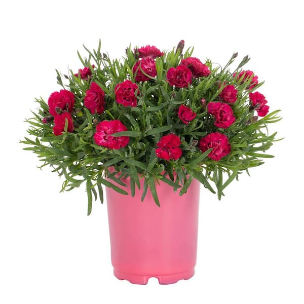 METROLINA GREENHOUSES 1 qt. Dianthus Early Love Perennial Plant