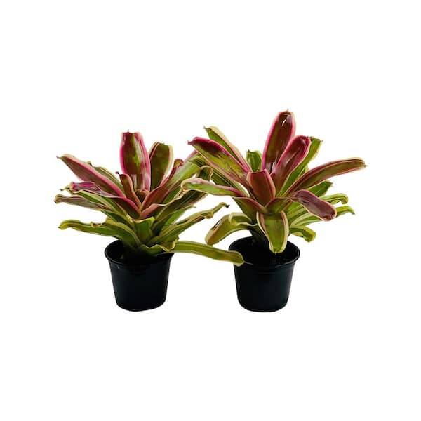 2.5 Qt. Bromeliad Neoregelia Plant Rafael in 6.33 In. Grower's Pot (2-Plants)