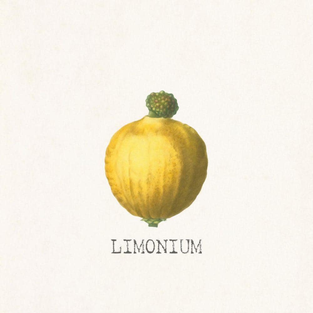 Limonium by Grotto Studios Unframed Graphic Print Poster Art Print 20 in. x 20 in. price history on PriceWatchPro