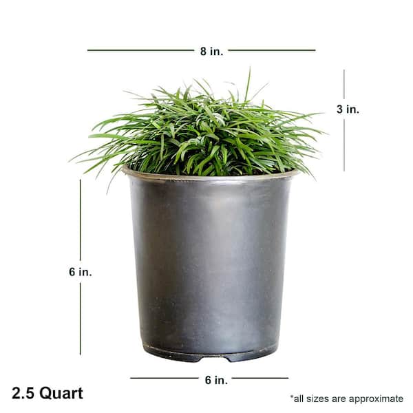 SOUTHERN LIVING 2.5 Qt. Clarity Blue Dianella Plant with Grass-Like Powder  Blue Foliage 9351Q - The Home Depot