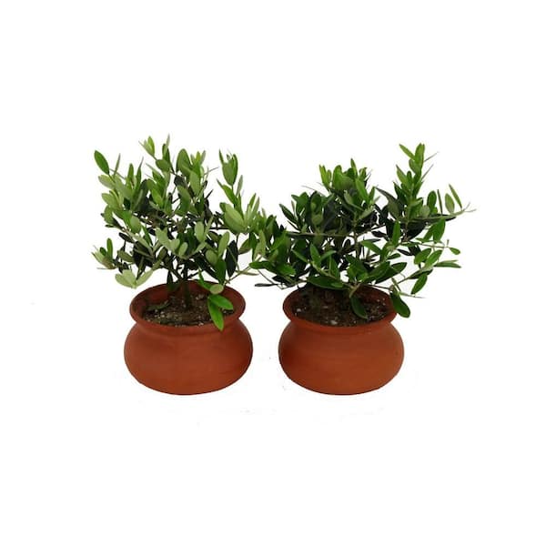 Unbranded 4 in. Olive Tree Pair Clay Wash Pot