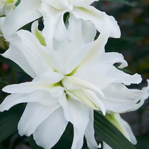 White Lily My Wedding Bulbs (7-Pack)