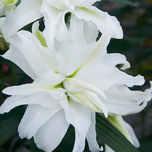 VAN ZYVERDEN White Lily My Wedding Bulbs (7-Pack)