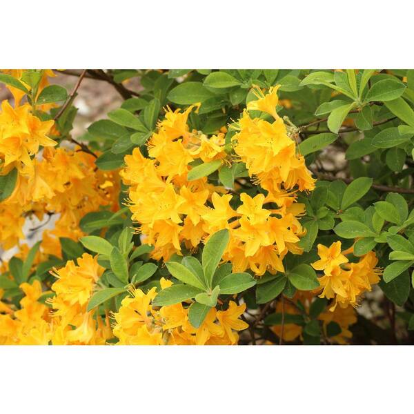 Online Orchards 1 Gal. Lemon Lights Azalea Shrub Shades of Dazzling Yellow Change Across the Massive Blossoms Cold Hardy