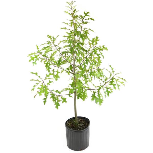 2.25 Gal. Deciduous Nutall Oak Tree