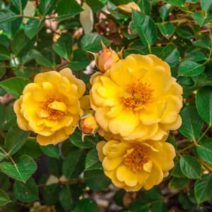 Sunshine Happy Trails Groundcover Rose, Dormant Bare Root Plant with Yellow Color Flowers (1-Pack)